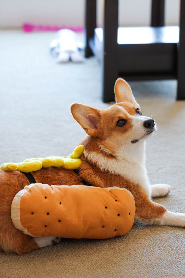 Parmesan Tortellini Bites - Crisp, crunchy, parmesan-loaded tortellini bites - so good, you won't be able to stop eating these!