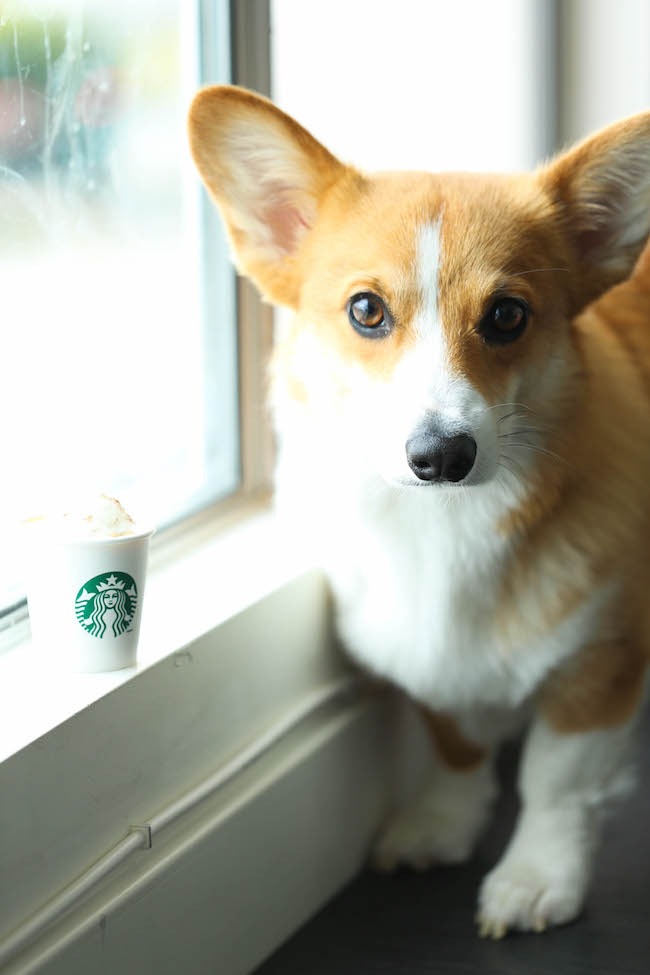Healthy Pumpkin Puppuccinos - These pup-friendly drinks can be made in just 5 min with 5 ingredients that you already have on hand. So easy AND nutritious!
