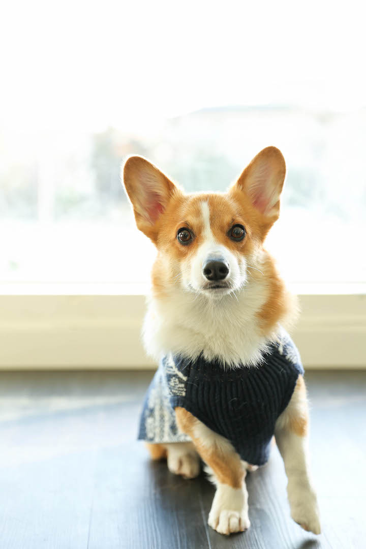 Peanut Butter Banana Dog Treats - All you need is 4 ingredients for these hypoallergenic treats! And the coconut oil makes these so HEALTHY for your pup!