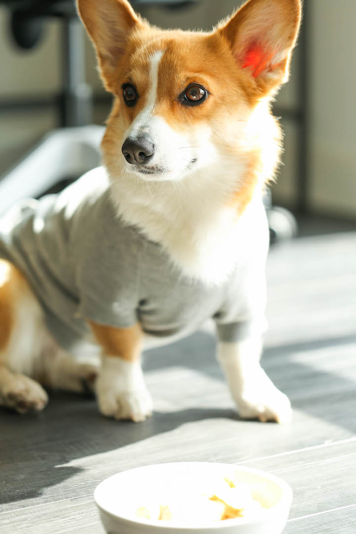 3 Ingredient Frozen Dog Treats - Seriously the easiest treats EVER using chicken stock and peanut butter! And the parsley works as a breath freshener too!