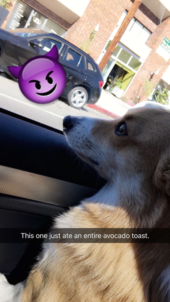 5 Minute Avocado Toast - Simply the best breakfast of all time. Made in 5 min from start to finish, or really 2 min 30 sec. Toast, slice, drizzle. Boom.